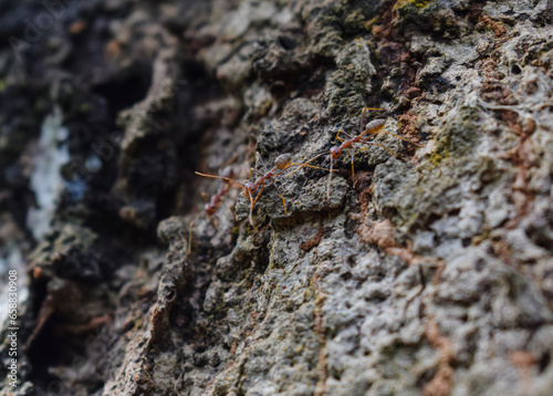 red ant colony