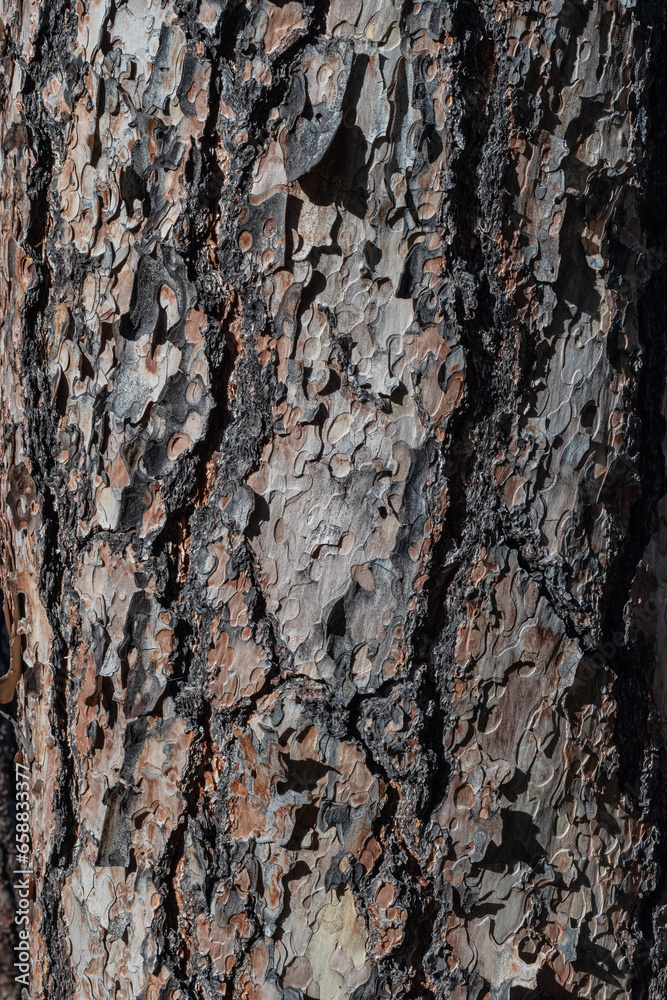 bark of a tree bark of a tree