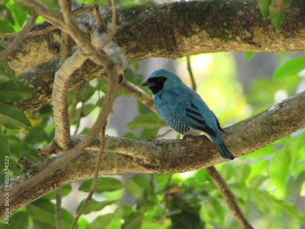 A beautiful male Swallow Tanager perched in a tree A beautiful male Swallow Tanager perched in a tree