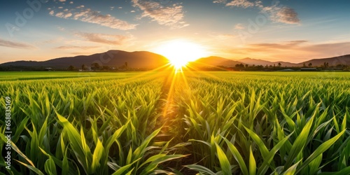 a field of green plants with the sun setting behind it photo
