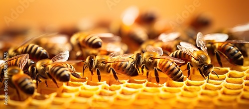 Swarm of bees in beehive with selective focus and shallow depth of field making honey on honeycomb With copyspace for text © 2rogan
