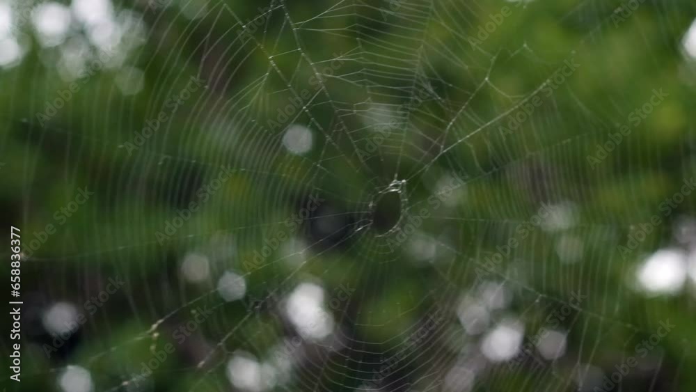 A delicate spider web blows in the wind on a gloomy day drifting in and out of focus against a dark green background