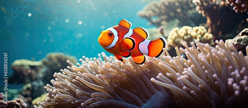 False Clownfish family on a coral reef in the Andaman Sea With copyspace for text