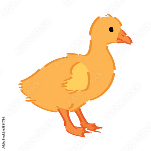 Cute gosling on white backg...