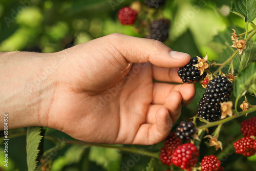 Woman picking ripe blackberries from bush outdoors, closeup