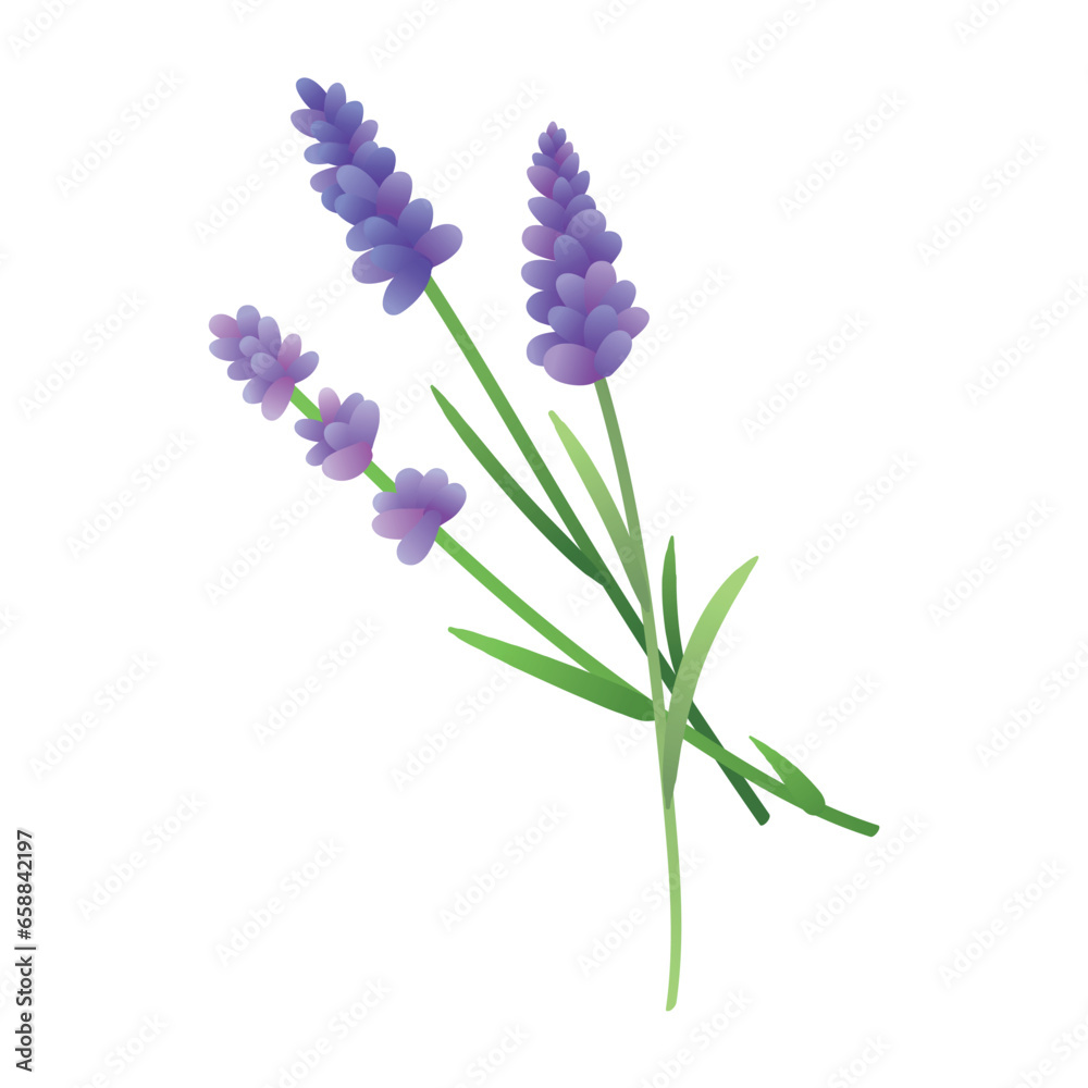 Fototapeta premium Aromatic lavender flowers on white background