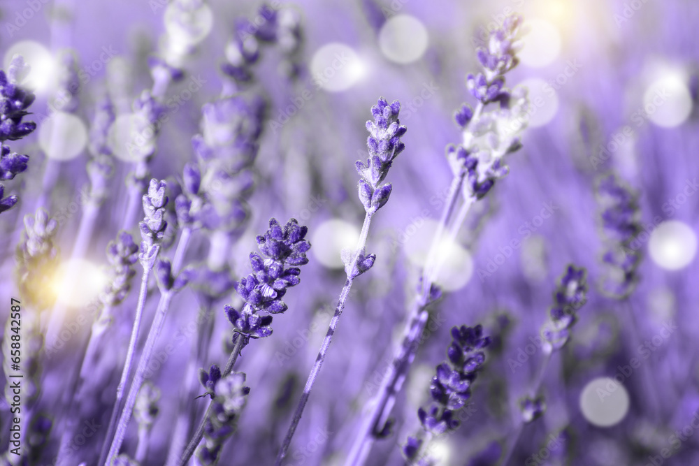 Obraz premium Beautiful blooming lavender field outdoors, closeup view. Bokeh effect