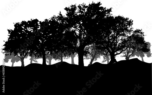 Forest vector png