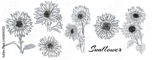 Many beautiful drawn sunflowers on white background
