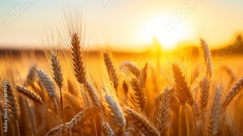 golden wheat field  