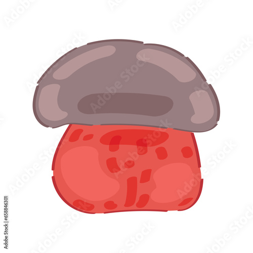 Satan's bolete on white background