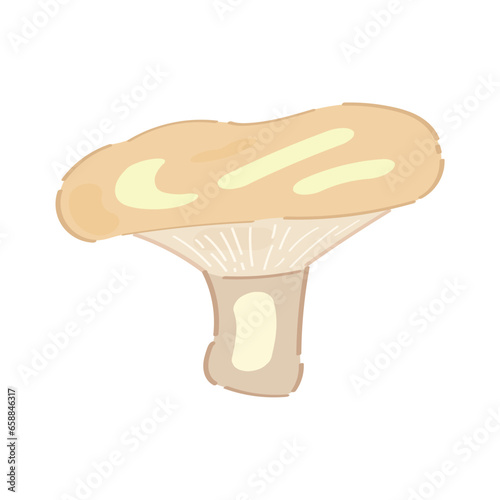 Lactarius resimus mushroom on white background