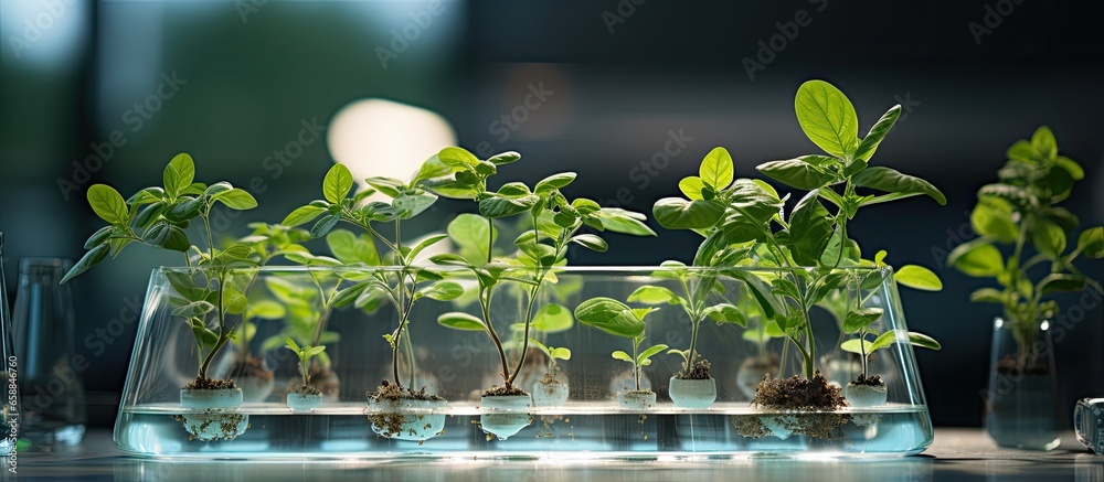 Genetically modified plant tested in lab With copyspace for text - obrazy, fototapety, plakaty 
