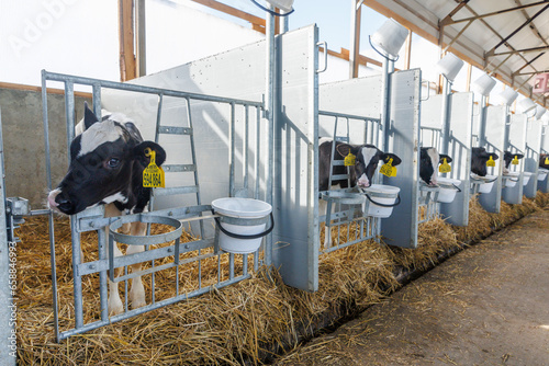 Row of newborn calves in stall close-up on modern industrial dairy farm. Calves rearing on livestock farm. Use of plastic ear tags for marking calves. Holstein dairy cattle breed photo