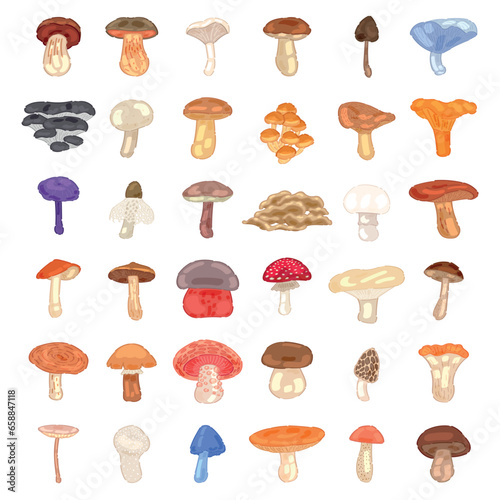 Set of many different mushrooms on white background