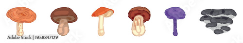Set of different mushrooms on white background