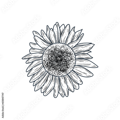 Fototapeta Naklejka Na Ścianę i Meble -  Beautiful drawn sunflower on white background