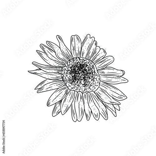 Beautiful drawn sunflower on white background
