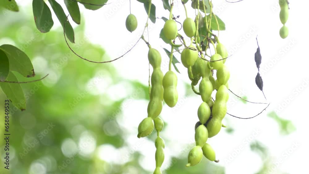 Locust horn, fruit of locust tree, Chinese herbal medicine.