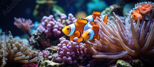 Clownfish hiding in anemone on coral reef With copyspace for text