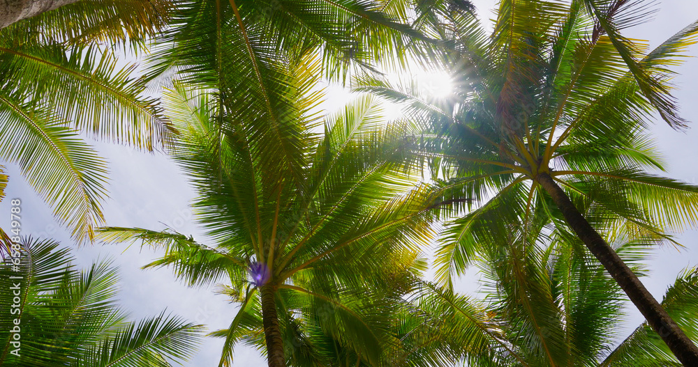 Coconut palm trees bottom view. Green palm tree on blue sky background. View of palm trees against sky. Beach on the tropical island. Palm trees at sunlight. Shot on Gimbal high quality slow movement. Coconut palm trees bottom view. Green palm tree on blue sky background. View of palm trees against sky. Beach on the tropical island. Palm trees at sunlight. Shot on Gimbal high quality slow movement.