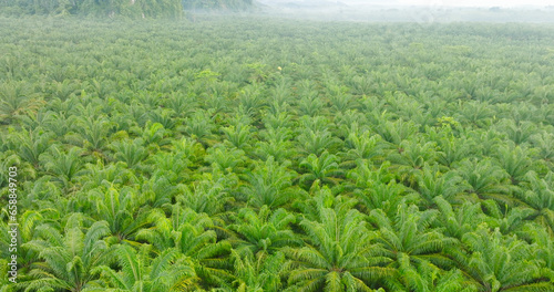 industrial palm oil oil in Thailand Aerial view drone flying fast speed over palm oil plantation field