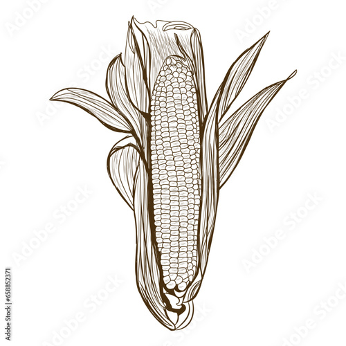 Fresh corn cob on white background