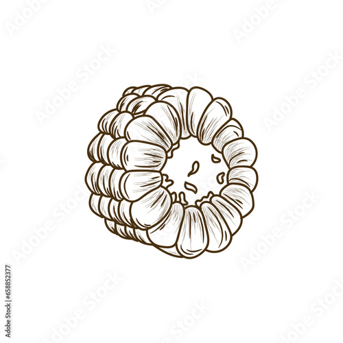 Cut corn cob on white background