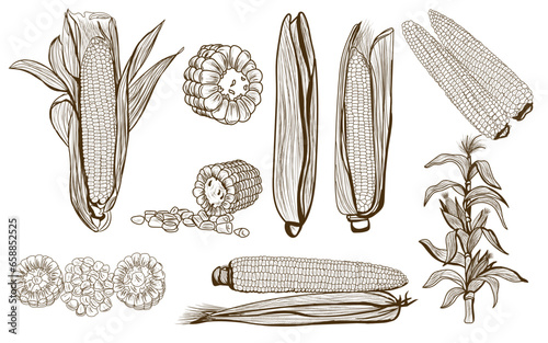 Set of ripe corn cobs on white background