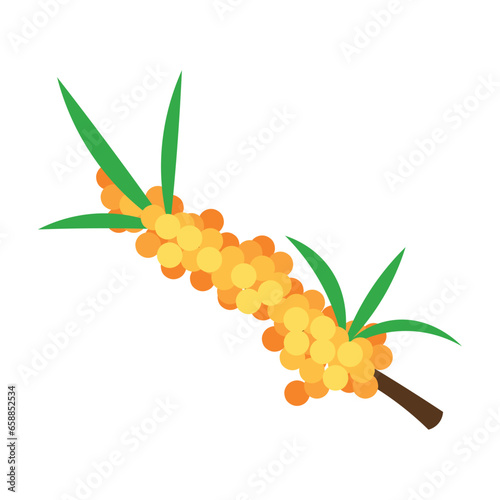 Sea buckthorn berries on white background