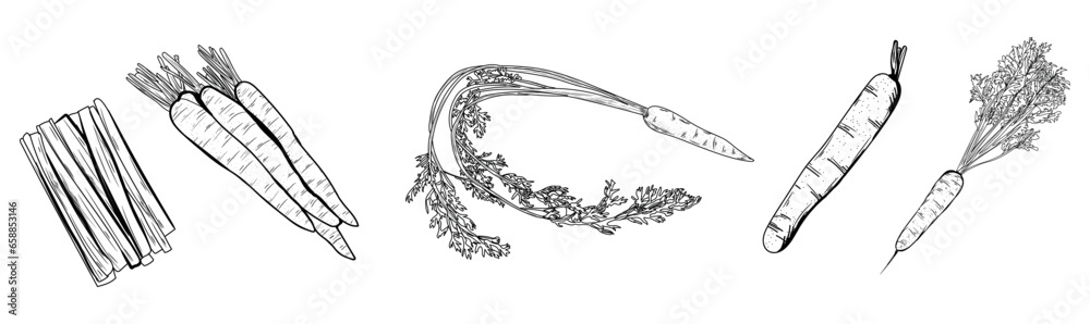 Set of ripe carrot on white background Set of ripe carrot on white background