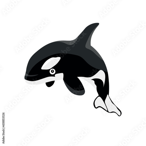 Orca (killer whale) on whit...