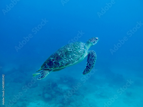 Green sea turtle swimming. A sea turtle swims through the water towards the surface of the sea on a blue background. © Houston