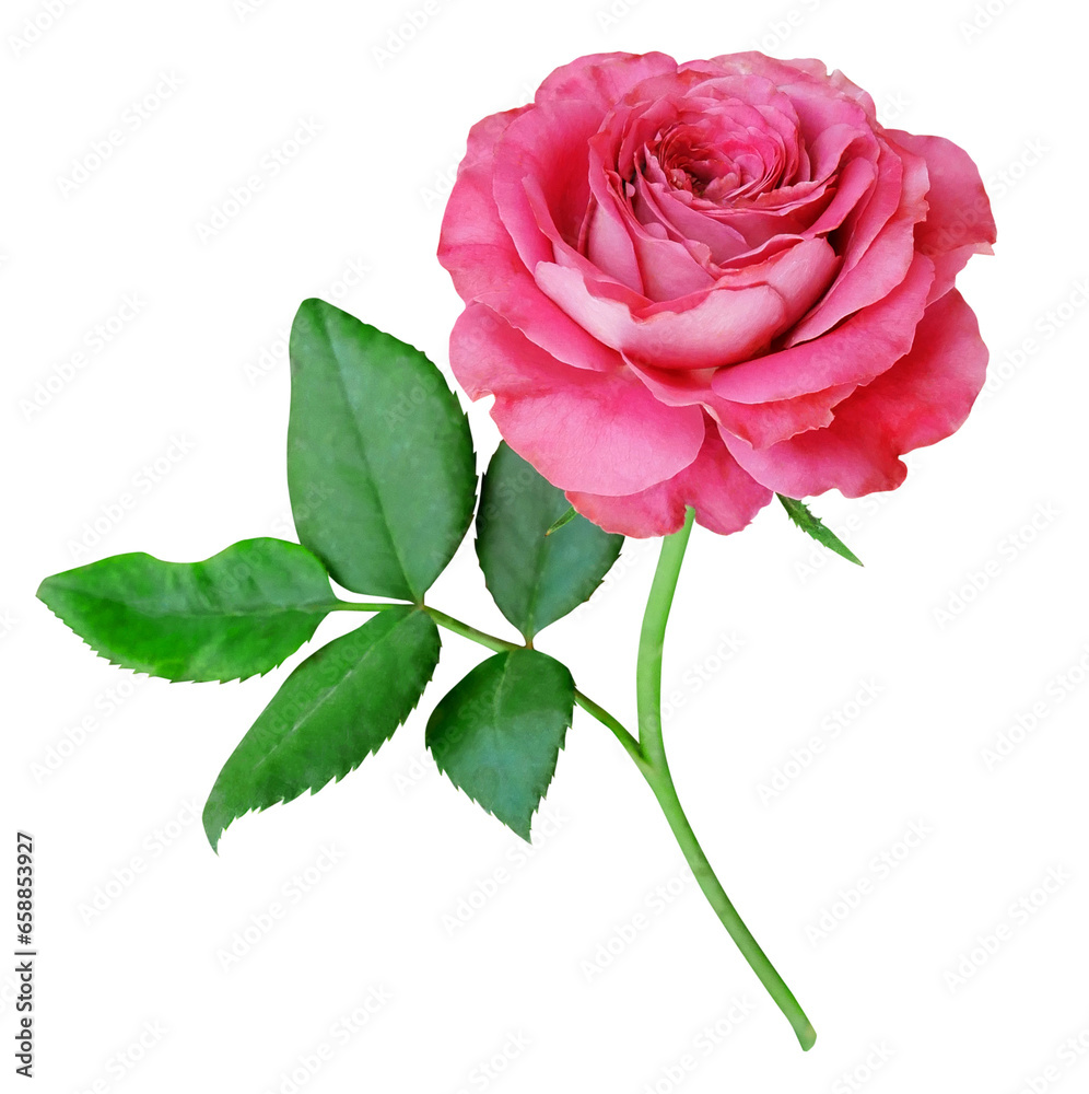 Obraz premium Single beautiful pink rose isolated on transparent background