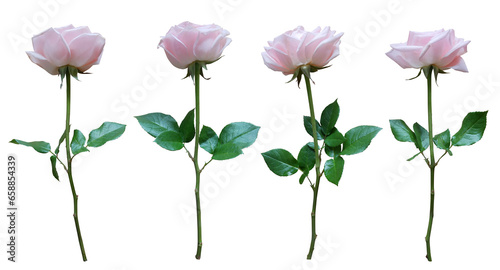 Set of pink rose isolated on transparent background © nunawwoofy