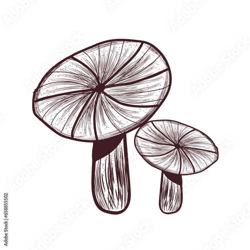 Russule mushroom on white background