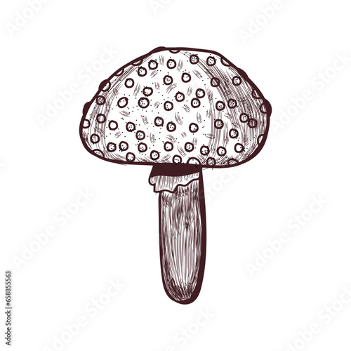 Poisonous toadstool on whit...