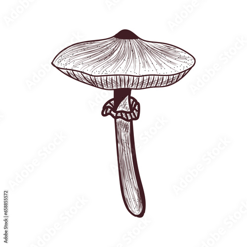 Macrolepiota mushroom on wh...