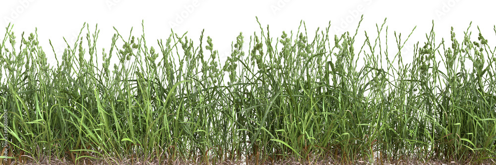 Grass border isolated on transparent background. Grass border isolated on transparent background.
