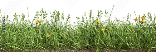 Grass border with daisies and dandelions isolated on transparent background.