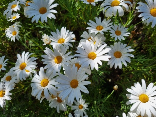 Tranquil Blooms  Captivating Camomile Flowers in Nature s Embrace