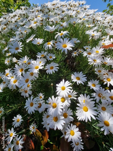 Tranquil Blooms: Captivating Camomile Flowers in Nature's Embrace