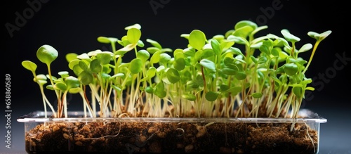 Thale cress or Arabidopsis thaliana is a vital model plant in genetics and molecular biology research grown in a controlled environment With copyspace for text photo