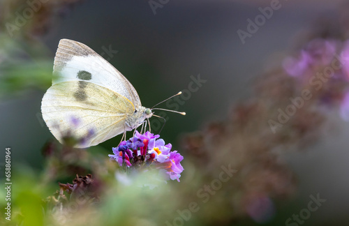Butterfly on butterfly tree. © tripper13