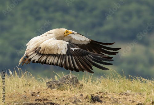 Egyptian vulture flying with open wings © georgigerdzhikov