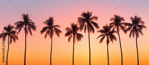 Silhouetted coconut palm trees with sunset color tone With copyspace for text