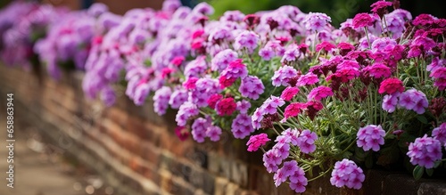 Vibrant flowerbed with purple verbena in historic Eastcote House Gardens London UK With copyspace for text photo
