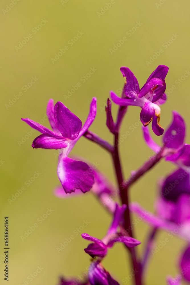 Loose-flowered Orchid (Orchis laxiflora) in natural habitat Loose-flowered Orchid (Orchis laxiflora) in natural habitat
