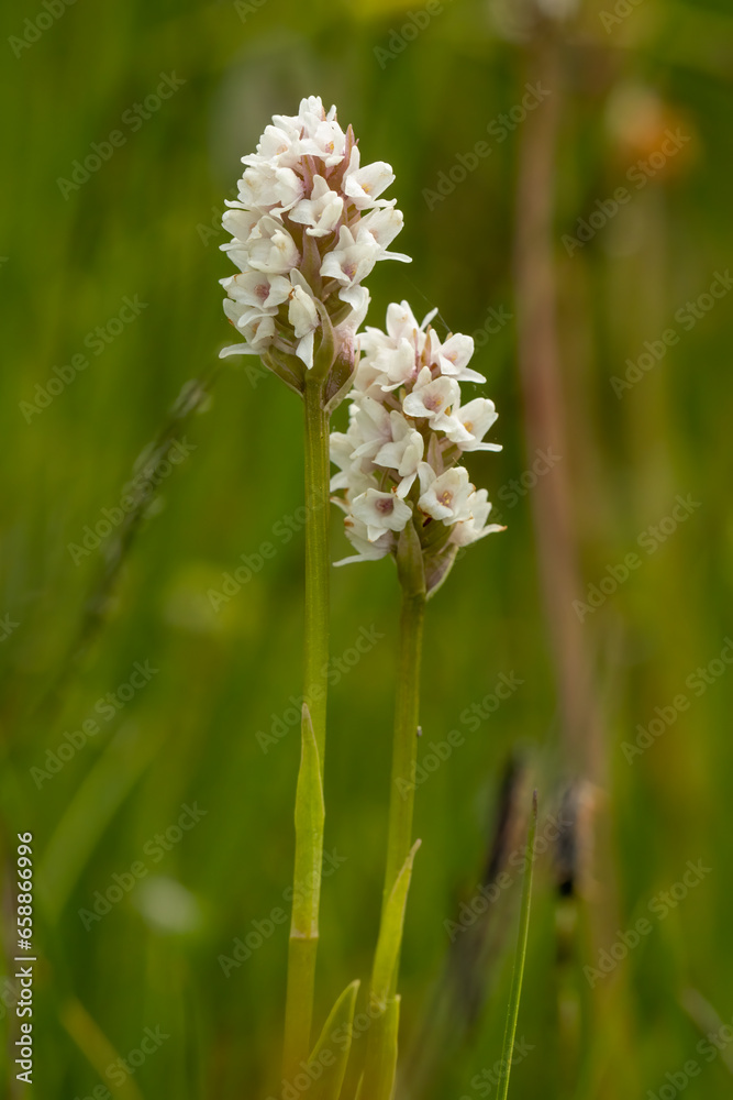 Fototapeta premium Frivald`s Orchid (Gymnadenia frivaldii) in natural habitat