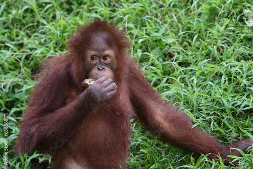 Baby orangutan playing in the grass
